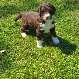 Cedar - Brown and white male Bernedoodle puppy in Mckenzie, Tennessee from Small Town Doodles & Poodles