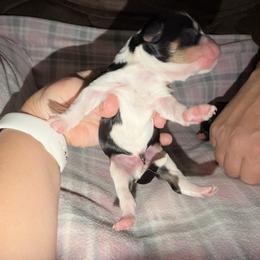 Cedar - Tri-color male Bernedoodle puppy in Warrensburg, Missouri from Dreamer Ridge Puppies