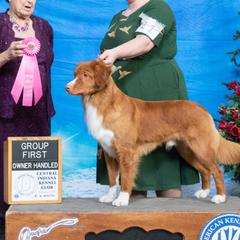 Nova Scotia Duck Tolling Retrievers from RiverSong Tollers