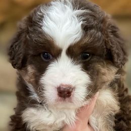 Aussiedoodles, Australian Shepherds, and Miniature Australian Shepherds from Happy Haven Puppies