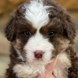 Aussiedoodles, Australian Shepherds, and Miniature Australian Shepherds from Happy Haven Puppies