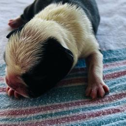 Boy 2 - Brindle and white male Boston Terrier puppy in Coopertown, Tennessee from Toon’s Boston Terriers