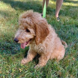 Pink Female - Cream female Goldendoodle puppy in Vernon, Vermont from Dynamic Doodles of Southern Vermont