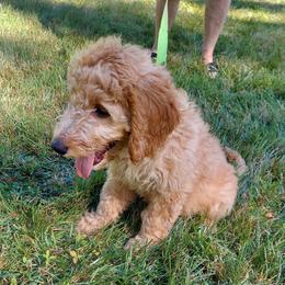Pink Female - Cream female Goldendoodle puppy in Vernon, Vermont from Dynamic Doodles of Southern Vermont