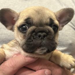 CARRIE    Fawn pink collar - Fawn female French Bulldog puppy in Rhode Island from Hope Valley Hounds
