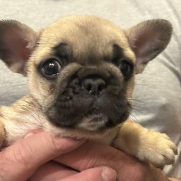 CARRIE    Fawn pink collar - Fawn female French Bulldog puppy in Rhode Island from Hope Valley Hounds