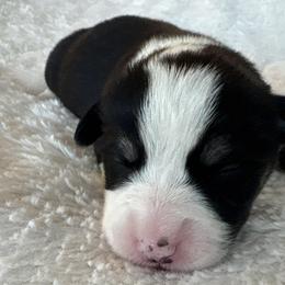 Timon - Black and tan male Pembroke Welsh Corgi puppy in Washington from KB Corgis