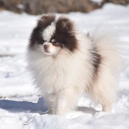 Pomeranians from Pomeranians Montana