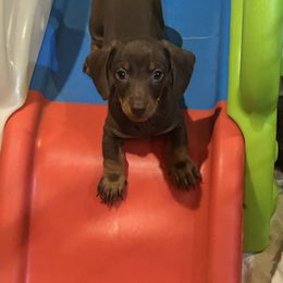 Dachshund and Poodle Puppies from Arkansas Standard Poodles & Dachshunds