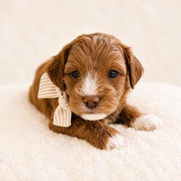 Gideon - Red male Cavapoo puppy in Ephrata, Washington from Mustard Seed Doodle Co.