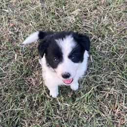 Isla - Black and white female Border Collie puppy in Granbury, Texas from Rocking H Border Collies
