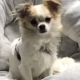 Dixie - Chihuahua