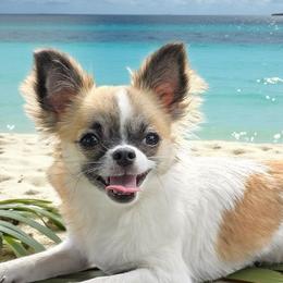 Isla - Chihuahua