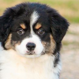Dopey - Miniature American Shepherd puppy from Coastal’s Miniature American Shepherds