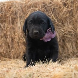 Dilute Retriever Puppies from Prairie Hills Labs