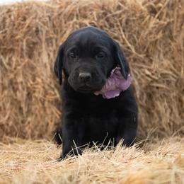 Dilute Retriever Puppies from Prairie Hills Labs