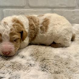 Green Collar Boy - Parti male Goldendoodle puppy in San Augustine, Texas from Vintage Doodles