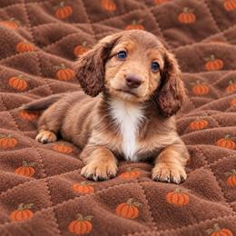 Rolo AKC - Red male Dachshund puppy in Bartlett, Illinois from Dachshundsnextdoor
