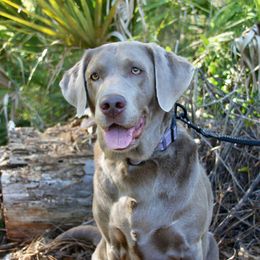 Oakley - Labrador Retriever