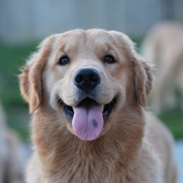 Ocean - Golden Retriever
