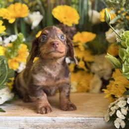 Todd - Black and cream male Dachshund puppy in Wills Point, Texas from Duck Creek Farm