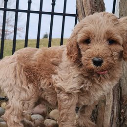 Shelby - Caramel Labradoodle puppy in Fostoria, Michigan from North Country Kennel Club