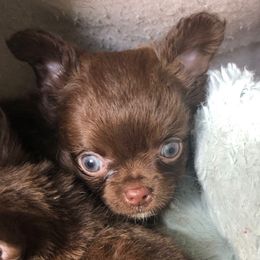 Honey Bear - Chocolate female Chihuahua puppy in Amelia, Virginia from Pannell’s Precious Pups