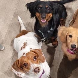 Dachshunds from Texas Mini Dachs