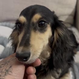 Leanne - Dachshund