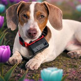 Bonnie - Dachshund
