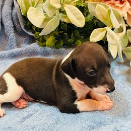 Boy 4 - Black male Italian Greyhound puppy in North Carolina from Celtic Sighthounds