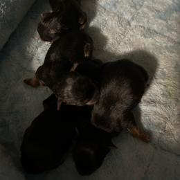 Boy- pick out of litter later since they were born May 23,2026 Boy 2 - Black and tan male Yorkshire Terrier puppy in Virginia Beach, Virginia from Mary's Precious Yorkies
