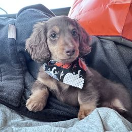 Dachshund Puppies from Catt Farms Longhaired Dachshunds