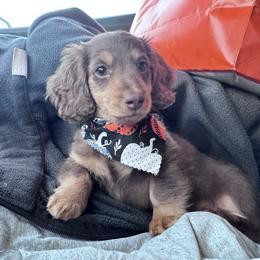Dachshund Puppies from Catt Farms Longhaired Dachshunds