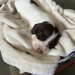 Girl 1 - Liver and white female English Cocker Spaniel puppy in Martinez, Georgia from River Trail Kennels