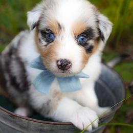 Snow White - Blue merle female Australian Shepherd puppy in Georgetown, Texas from River Reign Australian Shepherds