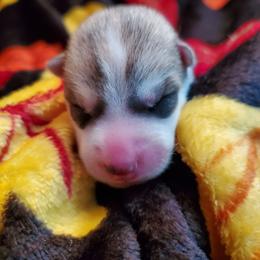 Cayenne (yellow) - Gray and white female Siberian Husky puppy in Elk River, Minnesota from Naturez Siberians