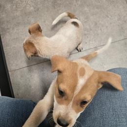Shane - Red speckled male Australian Cattle Dog puppy in Casa Grande, Arizona from Sonoran Dogz