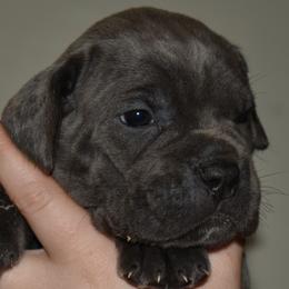 Pink - Gray female Cane Corso puppy in Sault Ste Marie, Michigan from Willow Creek Cane Corsos