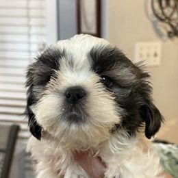 Lawson - Tricolor male Shih Tzu puppy in Tallahassee, Florida from Bows and Bow Ties