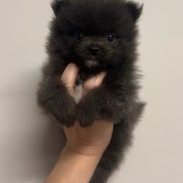 Bluey - Blue male Pomeranian puppy in Jackson, Tennessee from Little House Pomeranians