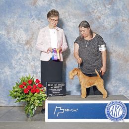 Samantha - Lakeland Terrier