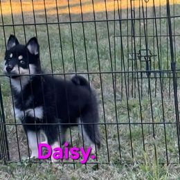 Daisy - Wolf sable female Pomsky puppy in Coatesville, Pennsylvania from Peaceful Pomskys