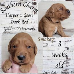 Smokey (Brown Collar) - Dark golden male Golden Retriever puppy in Scurry, Texas from 07 Seven Oaks Goldens and Doodles