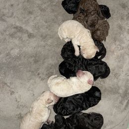 Poodle Puppies from Miss Vickie’s Poodles