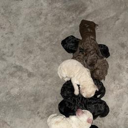 Poodle Puppies from Miss Vickie’s Poodles