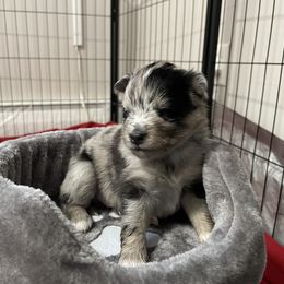 Blue Merle Male - Merle male Pomsky puppy in Brooklyn, Connecticut from Michelle's Pomskies