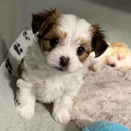 Chocolate 'Chip' - White and tan female Morkie puppy in Tucson, Arizona from Sun-Kissed Morkies