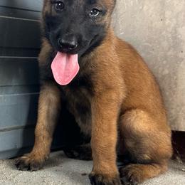 Red - Fawn sable female Belgian Malinois puppy in Ellerbe, North Carolina from Grand Prix Kennel