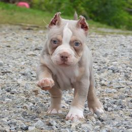 Pork chop - American Bully puppy in Nashville, Tennessee from SimplyBullies